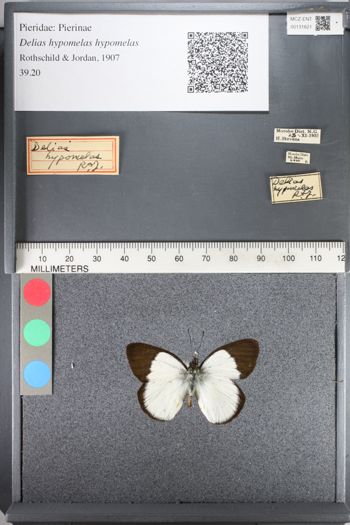 Media type: image;   Entomology 131621